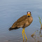 at Grumeti Reserve, Tanzania